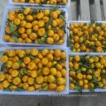 Fresh and Sweet Baby Mandarin Orange